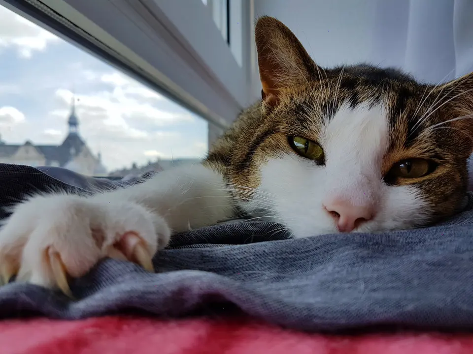 Remus, a tabby-and-white cat resting beside a window