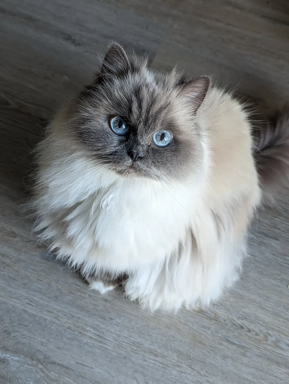 Holly, a long-haired, blue-eyed cat sitting on a wooden floor